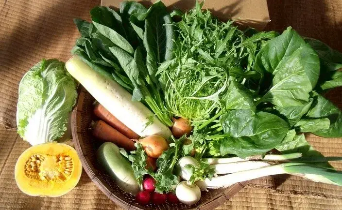 収穫した色とりどりの野菜