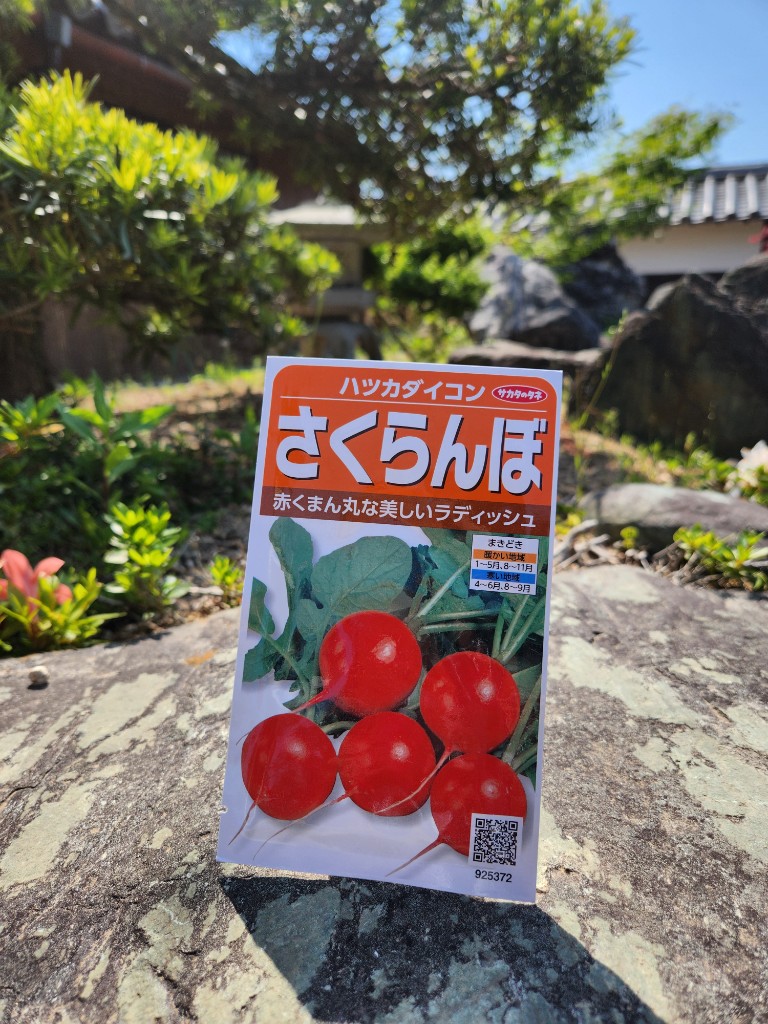 初心者に優しい季節の種(さくらんぼラディッシュ)